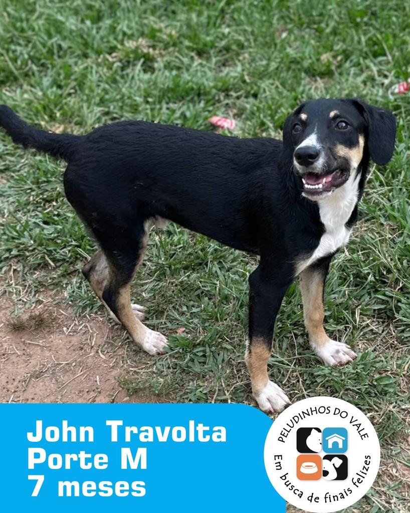 John Travolta, cachorro de porte médio para adoção em Novo Hamburgo - RS