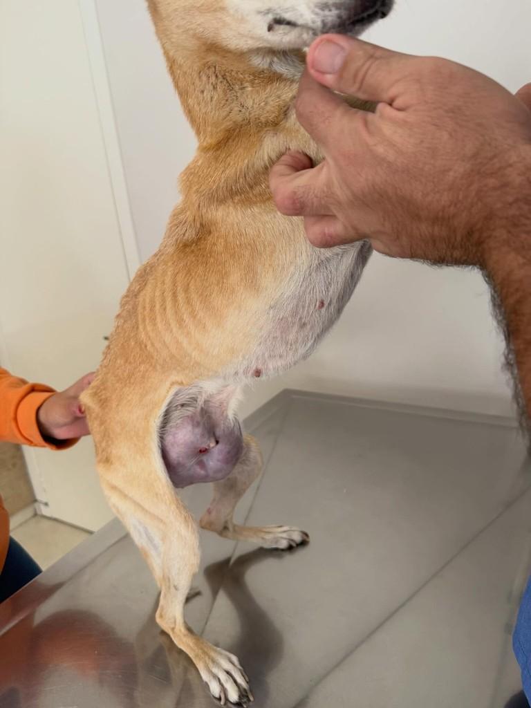 Olívia, cadela de porte pequeno para adoção em Novo Hamburgo - RS