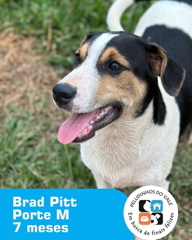 Brad, cachorro de porte médio para adoção em Novo Hamburgo - RS