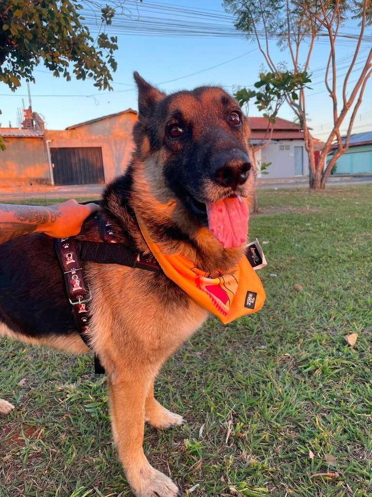Hércules, cachorro de porte médio para adoção em Goiânia - GO