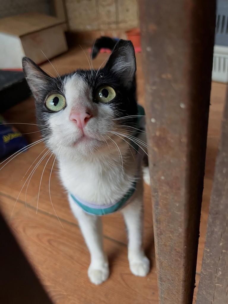 Maria, gato de porte pequeno para adoção em Goiânia - GO