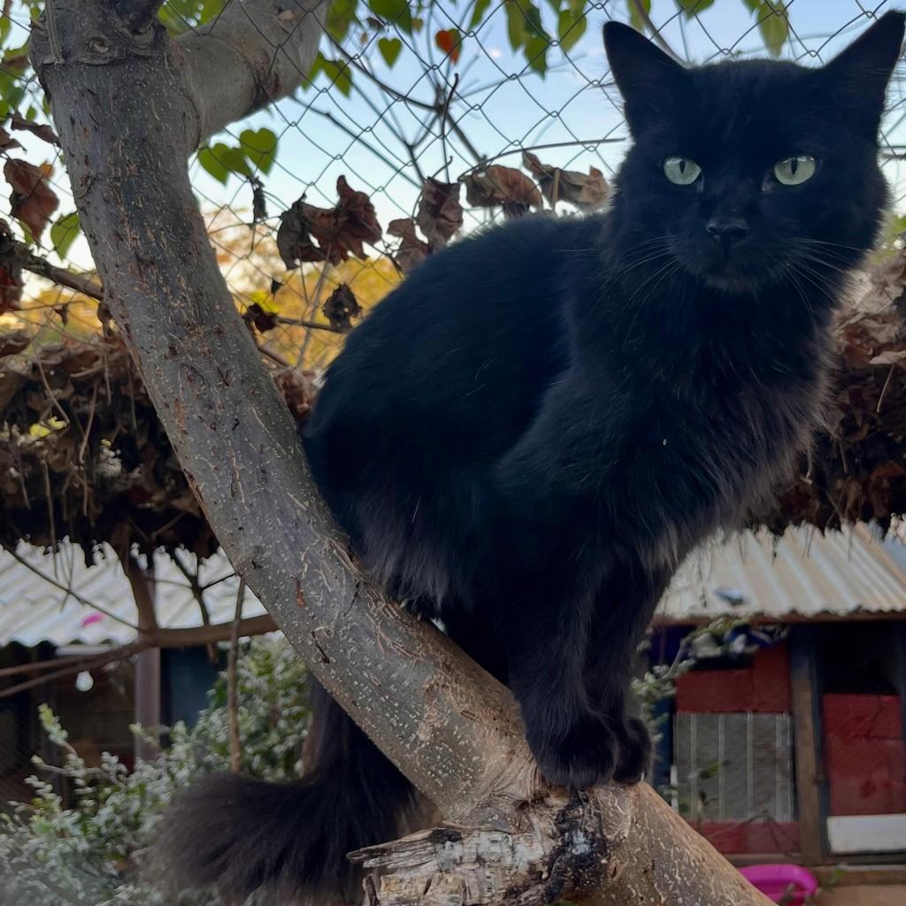 Romeu, gato de porte médio para adoção em Goiânia - GO