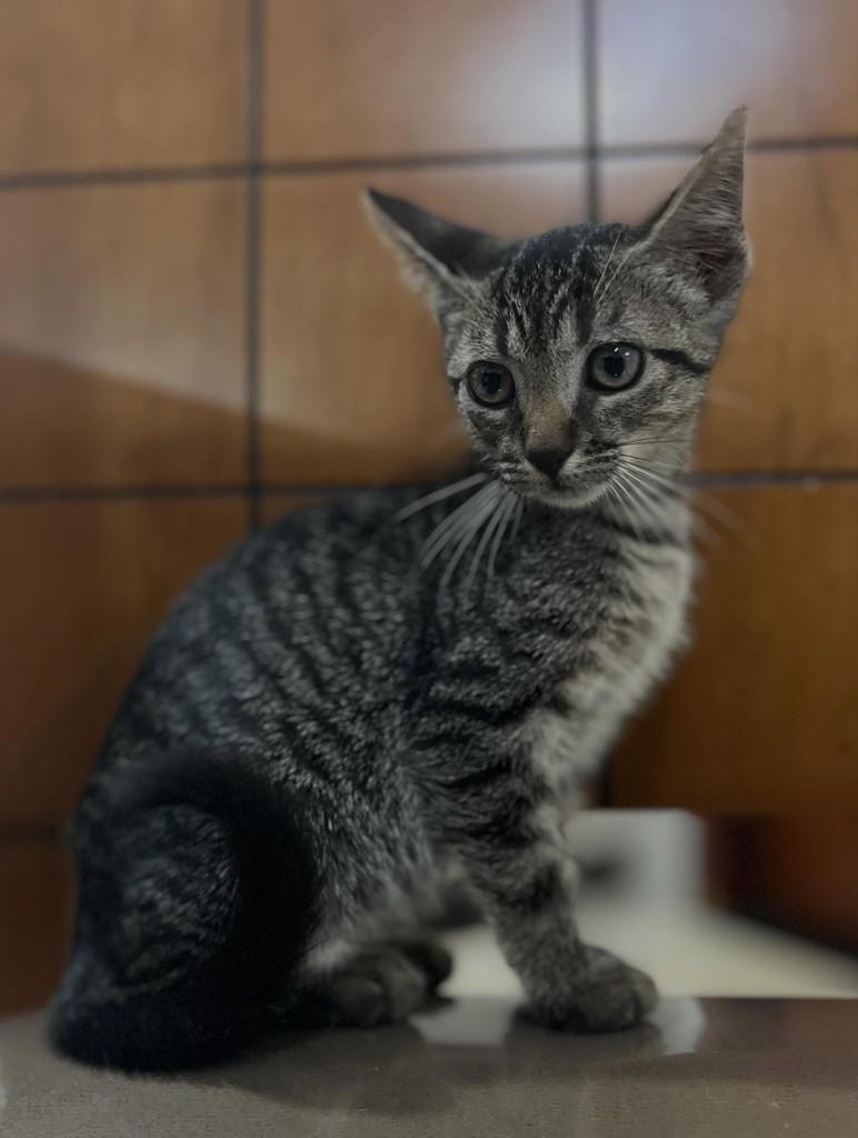 Malu, gata de porte pequeno para adoção em Goiânia - GO