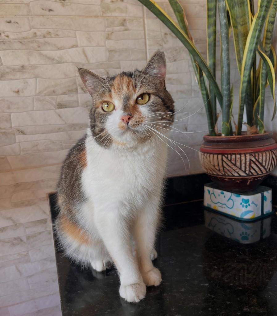 Clair, gata de porte médio para adoção em Goiânia - GO