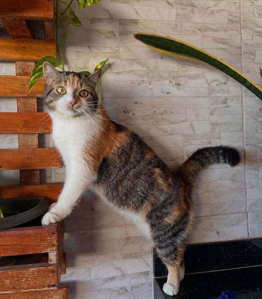 Clair, gata de porte médio para adoção em Goiânia - GO — foto 2 de 4