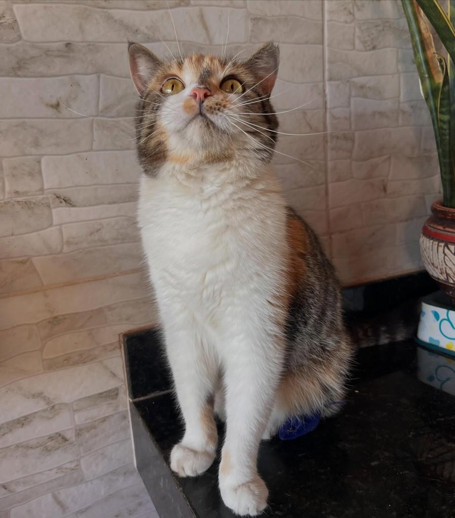 Clair, gata de porte médio para adoção em Goiânia - GO — foto 3 de 4
