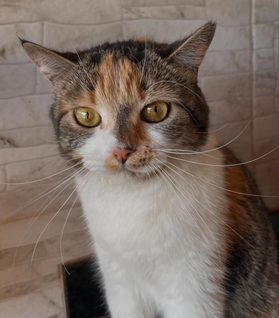 Clair, gata de porte médio para adoção em Goiânia - GO — foto 4 de 4