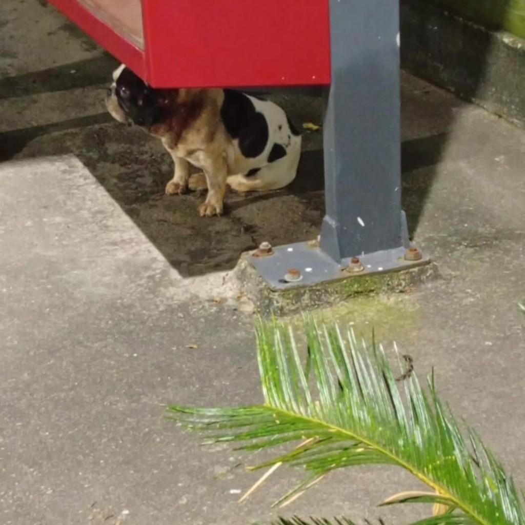 Marquês, cachorro de porte pequeno para adoção em Maricá - RJ