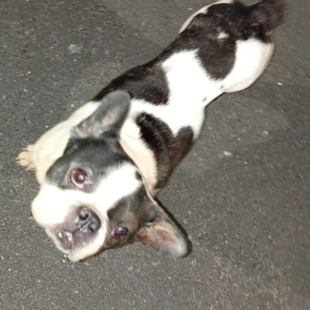 Marquês, cachorro de porte pequeno para adoção em Maricá - RJ — foto 2 de 3