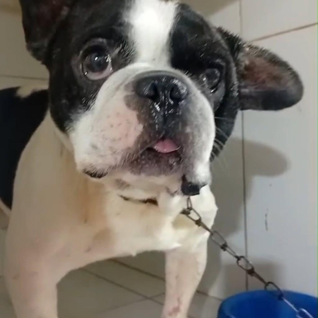 Marquês, cachorro de porte pequeno para adoção em Maricá - RJ — foto 3 de 3