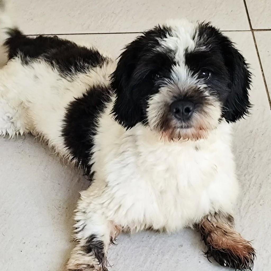 Negresco, cachorro de porte pequeno para adoção em Maricá - RJ