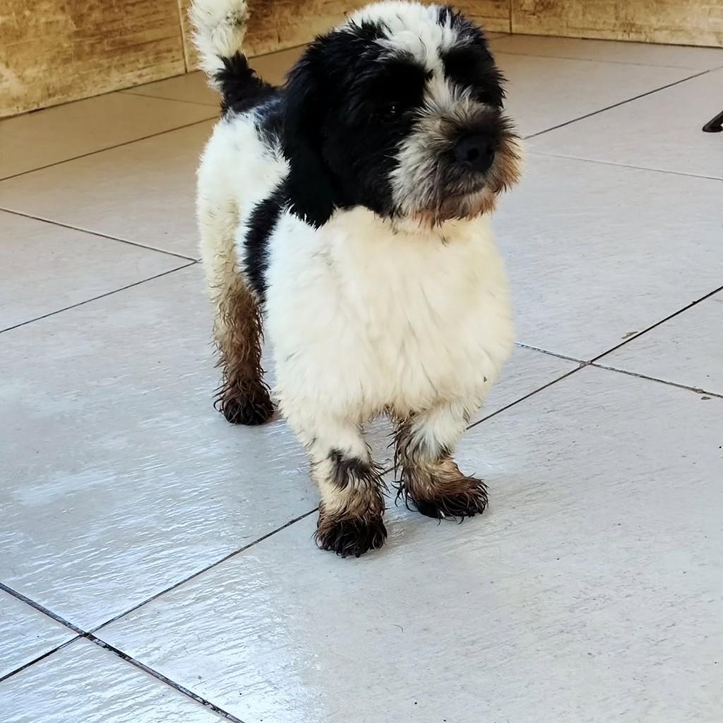 Negresco, cachorro de porte pequeno para adoção em Maricá - RJ — foto 2 de 4