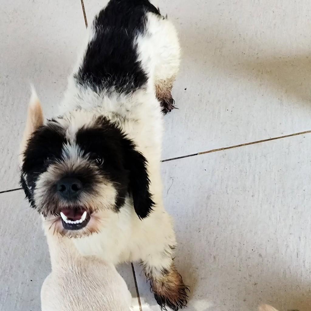 Negresco, cachorro de porte pequeno para adoção em Maricá - RJ — foto 3 de 4