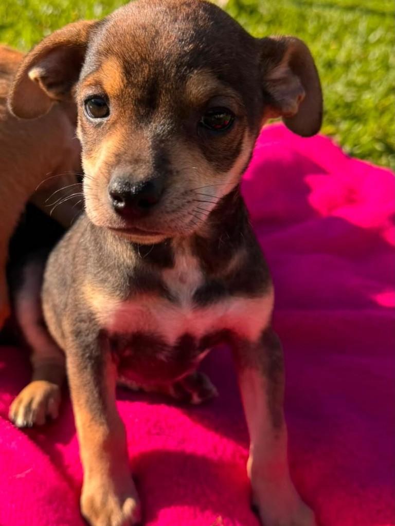 Linda, cachorro de porte pequeno para adoção em Tapes - RS