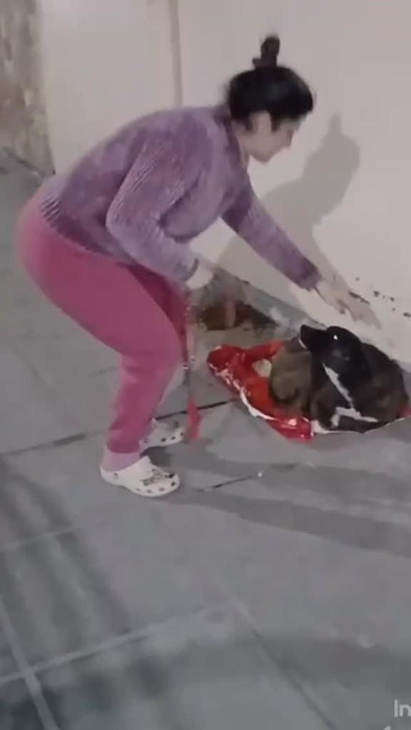 Cachorrinha, cadela de porte pequeno para adoção em Tapes - RS