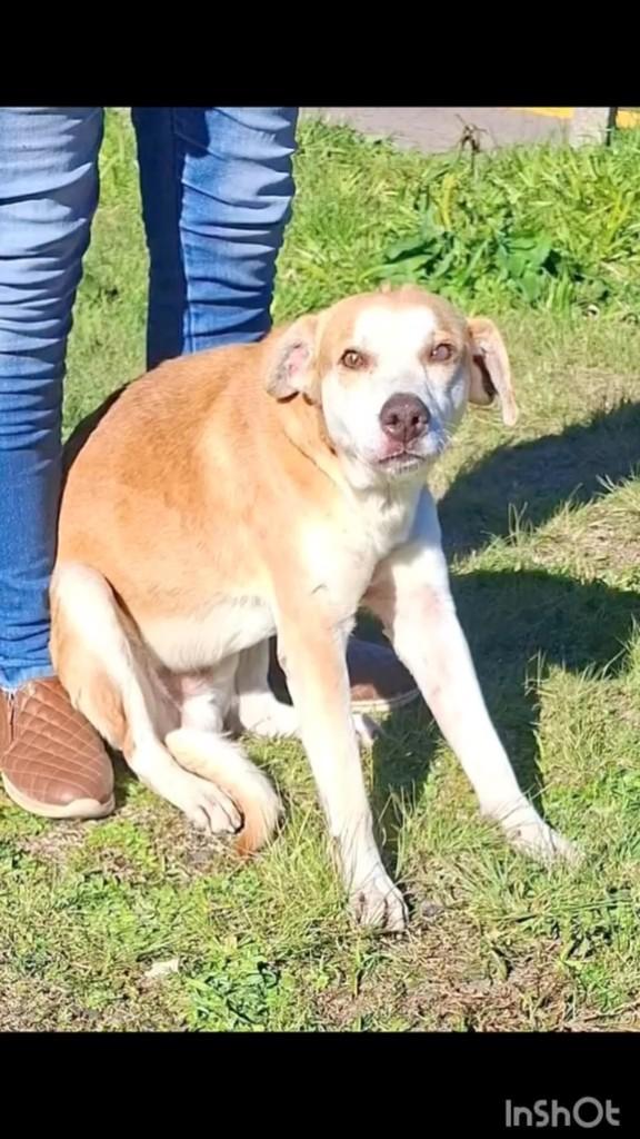 Alemão, cachorro de porte médio para adoção em Tapes - RS