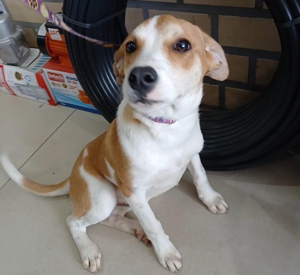 Pitoco, cachorro de porte pequeno para adoção em Tapes - RS