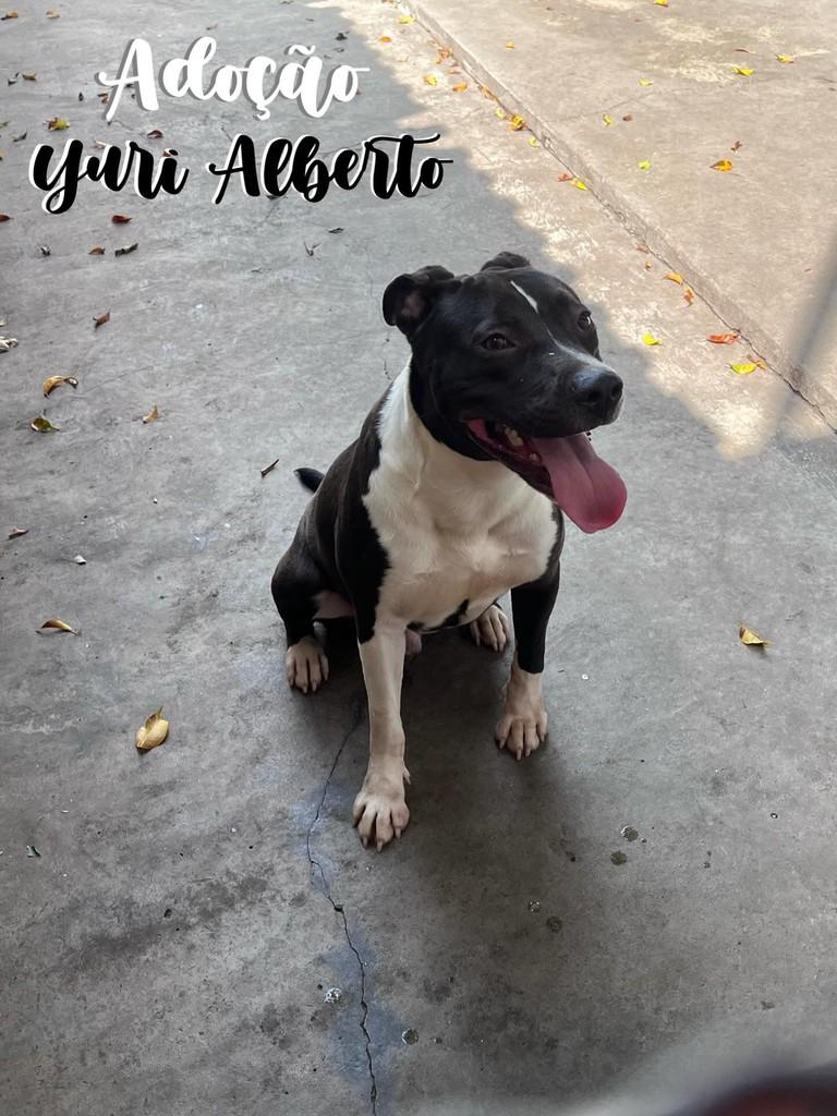 Yuri Alberto, cachorro de porte médio para adoção em São Caetano do Sul - SP