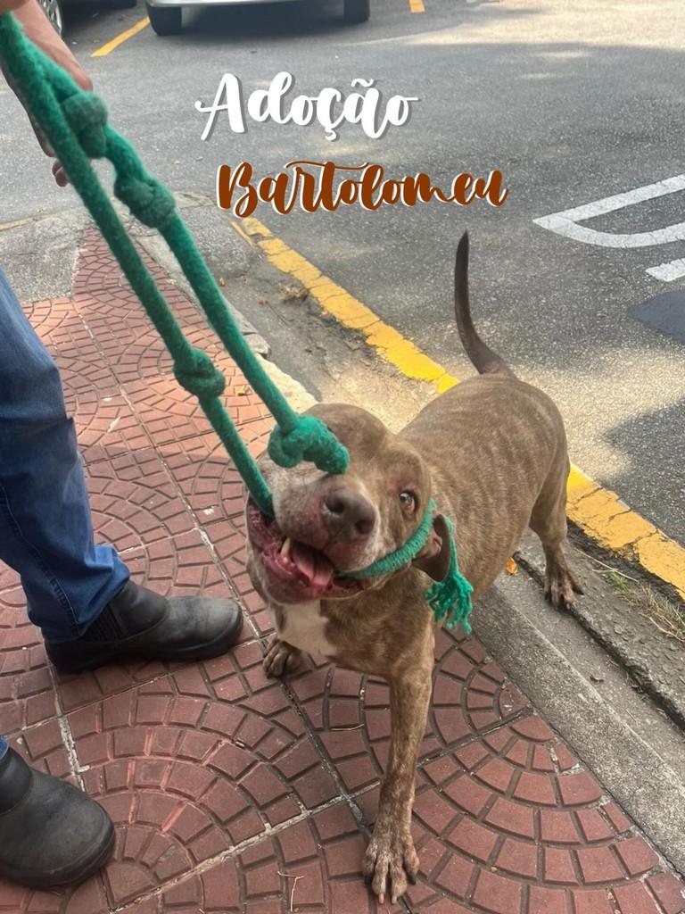 Bartolomeu, cachorro de porte médio para adoção em São Caetano do Sul - SP