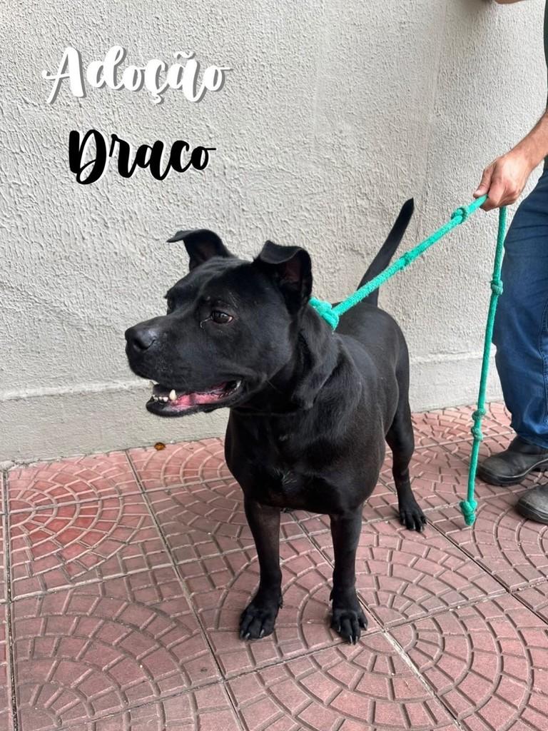 Draco, cachorro de porte grande para adoção em São Caetano do Sul - SP