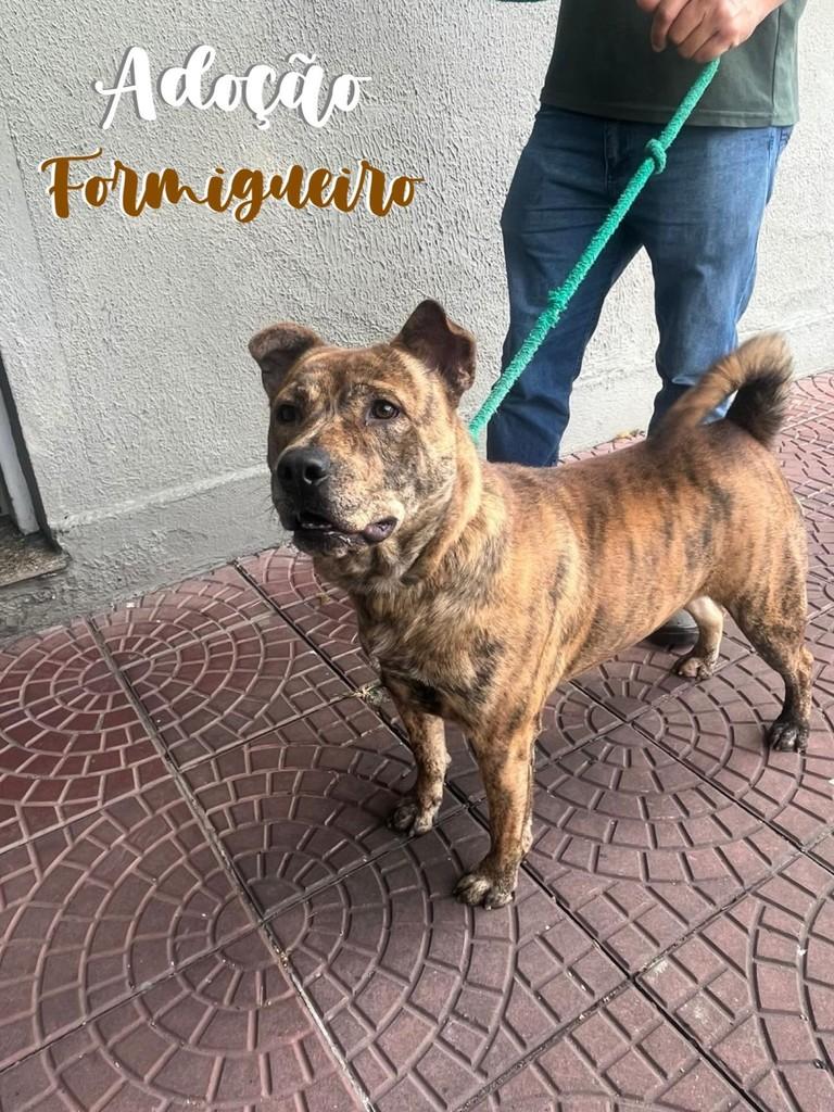 Formigueiro, cachorro de porte pequeno para adoção em São Caetano do Sul - SP
