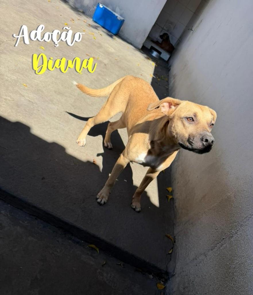Diana, cadela de porte pequeno para adoção em São Caetano do Sul - SP