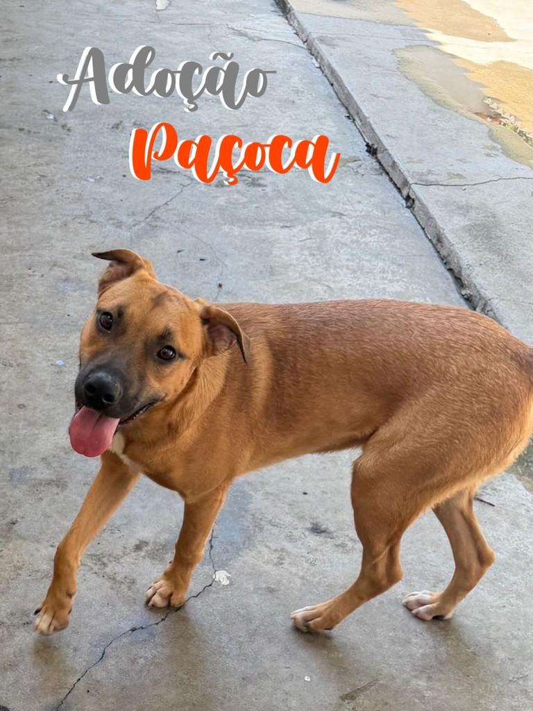 Paçoca, cachorro de porte médio para adoção em São Caetano do Sul - SP
