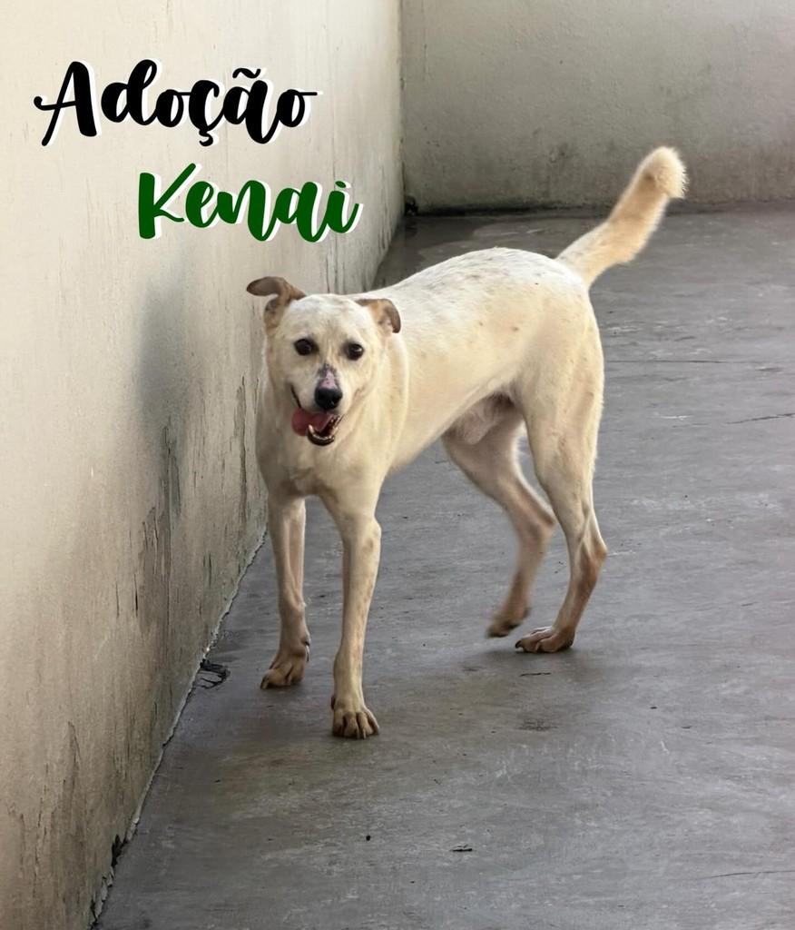 Kenai, cachorro de porte médio para adoção em São Caetano do Sul - SP