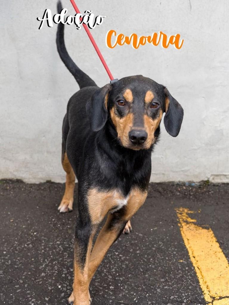 Cenoura, cachorro de porte médio para adoção em São Paulo - SP