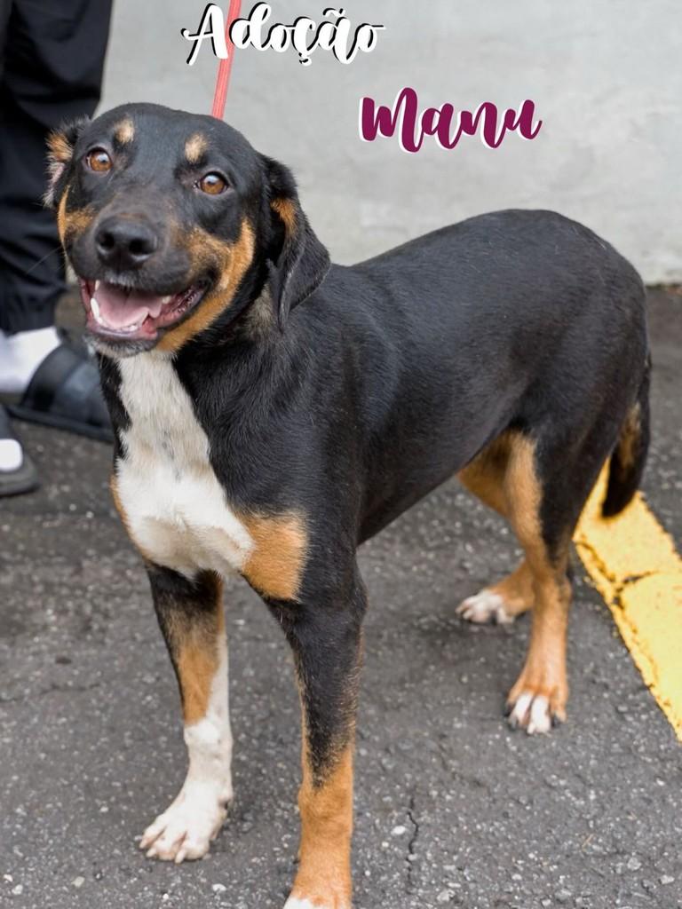 Manu, cadela de porte médio para adoção em São Caetano do Sul - SP