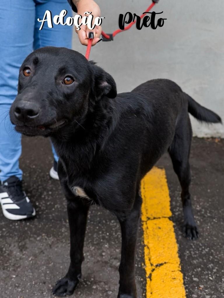 Preto, cachorro de porte médio para adoção em São Caetano do Sul - SP