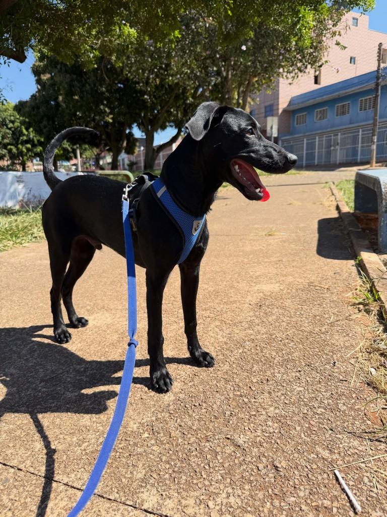 Otto, cachorro de porte pequeno para adoção em Águas Lindas de Goiás - GO