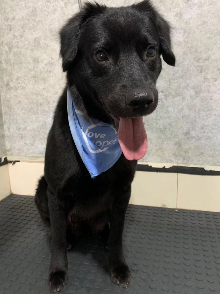 Augusto, cachorro de porte médio para adoção em Águas Lindas de Goiás - GO