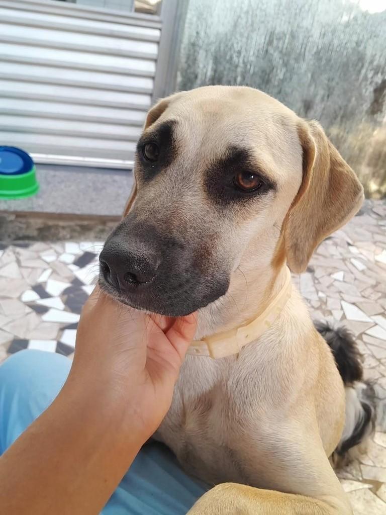 Dobi, cachorro de porte grande para adoção em Almenara - MG