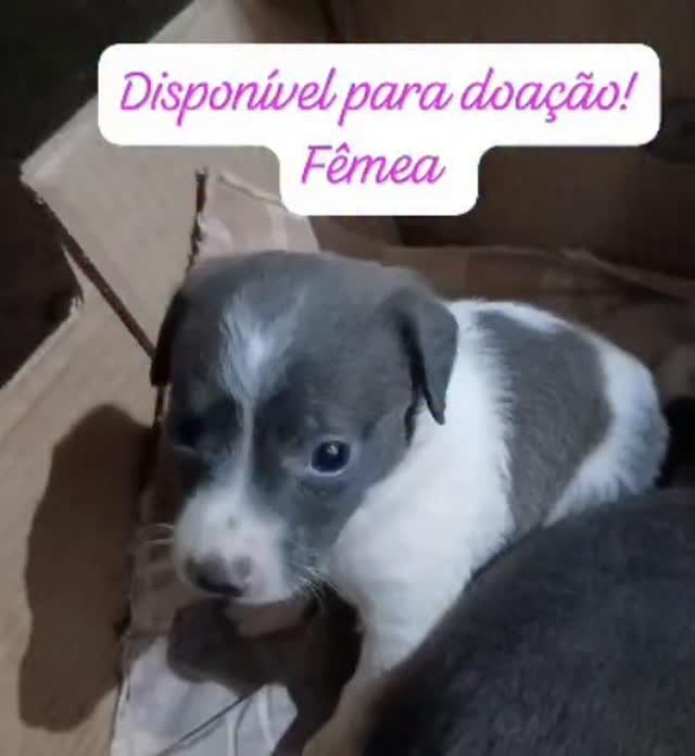 Lindinha, cachorro de porte pequeno para adoção em Almenara - MG