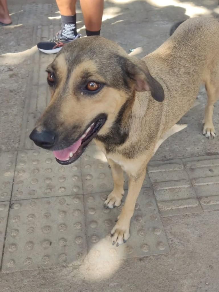 Pucca, cadela de porte médio para adoção em Almenara - MG