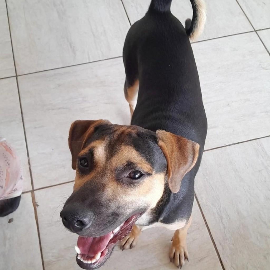 Bituca, cachorro de porte médio para adoção em Almenara - MG