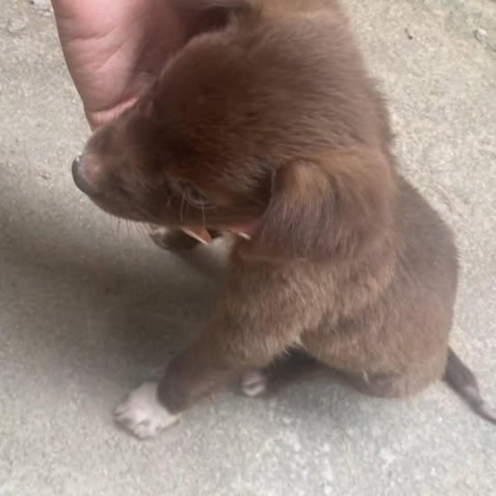 Karinesantos442, cachorro de porte pequeno para adoção em Almenara - MG