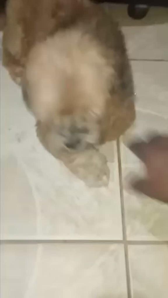 Cachorrinha, cadela de porte pequeno para adoção em Almenara - MG