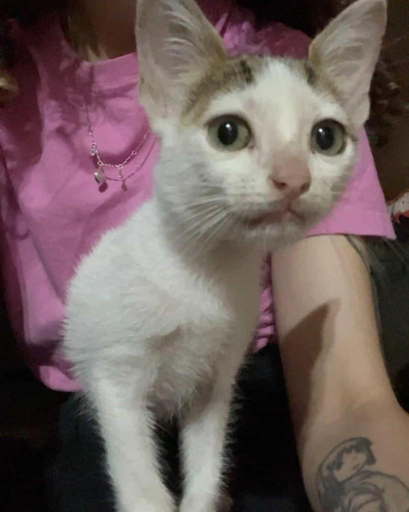 Destino, gato de porte pequeno para adoção em Uruguaiana - RS