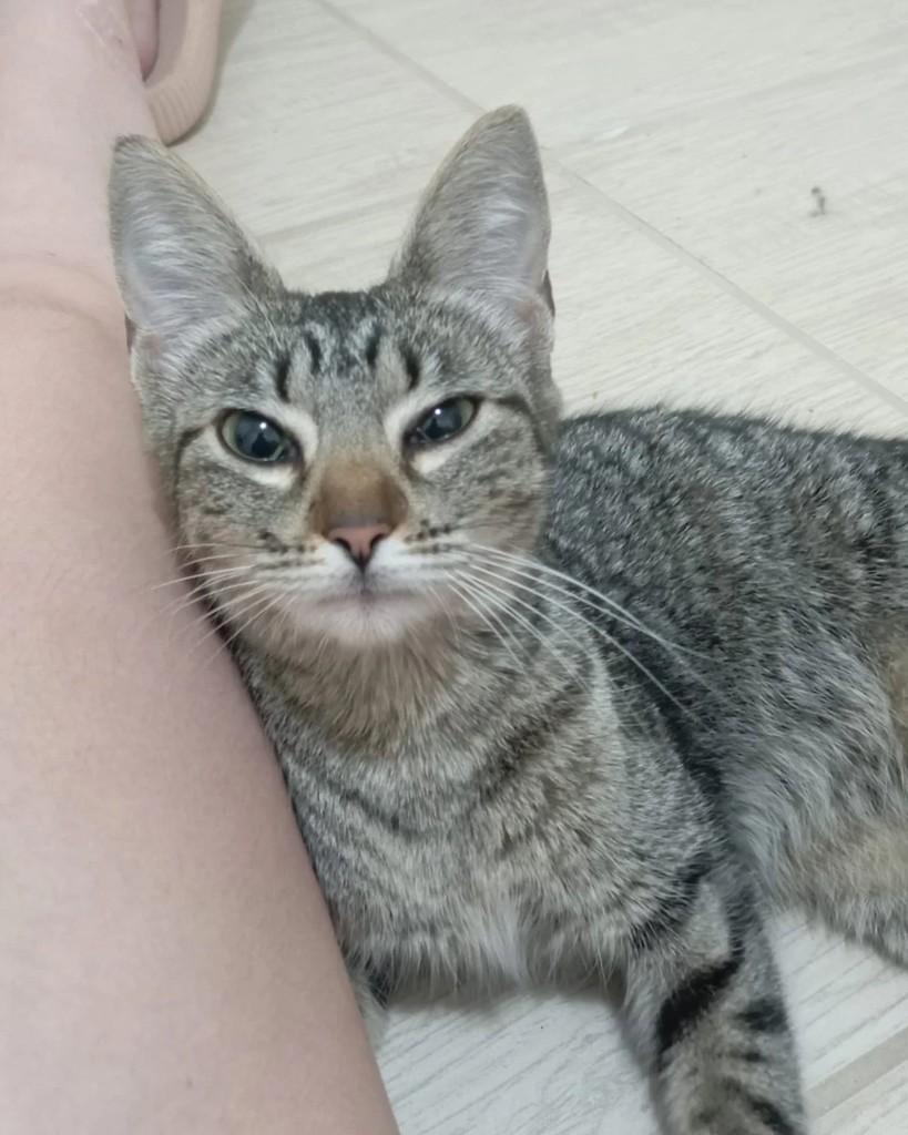 Super Kiki, gata de porte pequeno para adoção em Uruguaiana - RS
