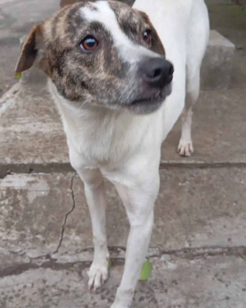 Branca, cachorro de porte médio para adoção em Uruguaiana - RS