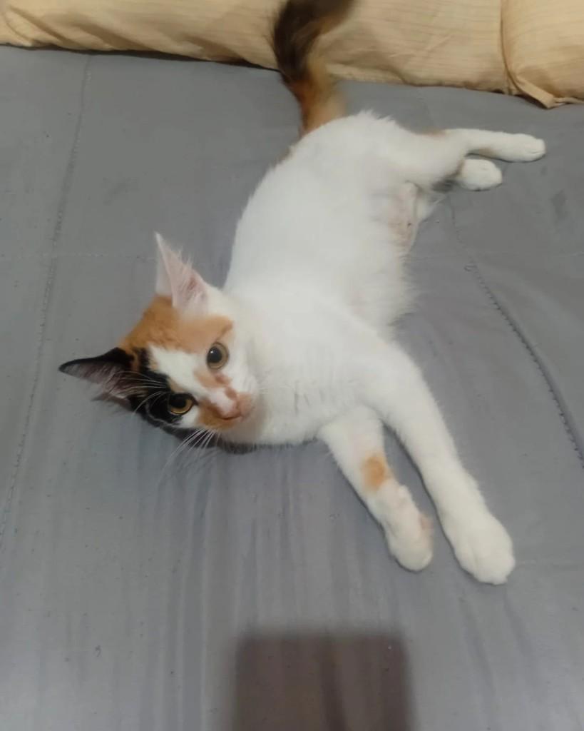 Jade, gato de porte pequeno para adoção em Uruguaiana - RS