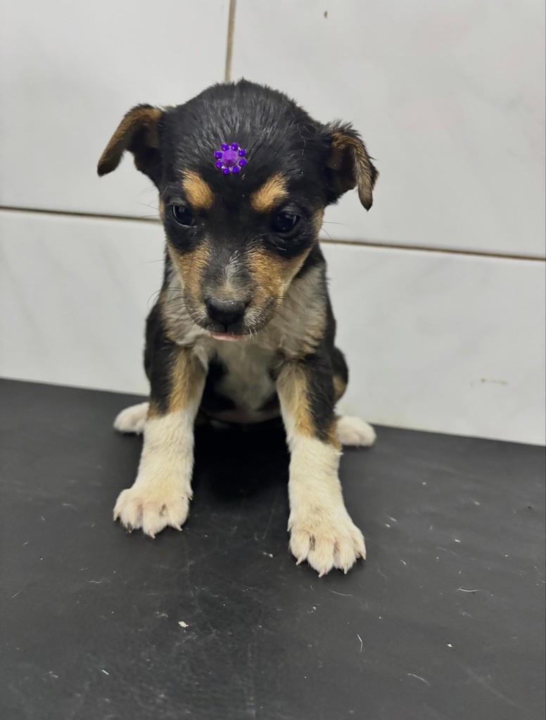 Violetta, cachorro de porte médio para adoção em Uruguaiana - RS