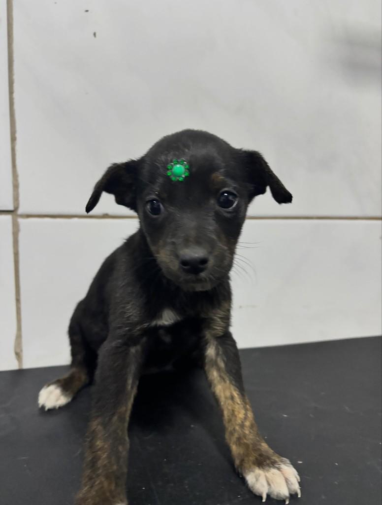 Esmeralda, cachorro de porte pequeno para adoção em Uruguaiana - RS
