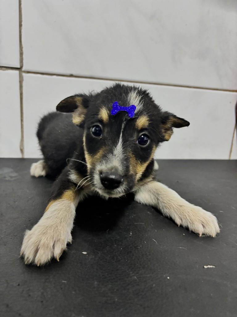 Tómas, cachorro de porte pequeno para adoção em Uruguaiana - RS