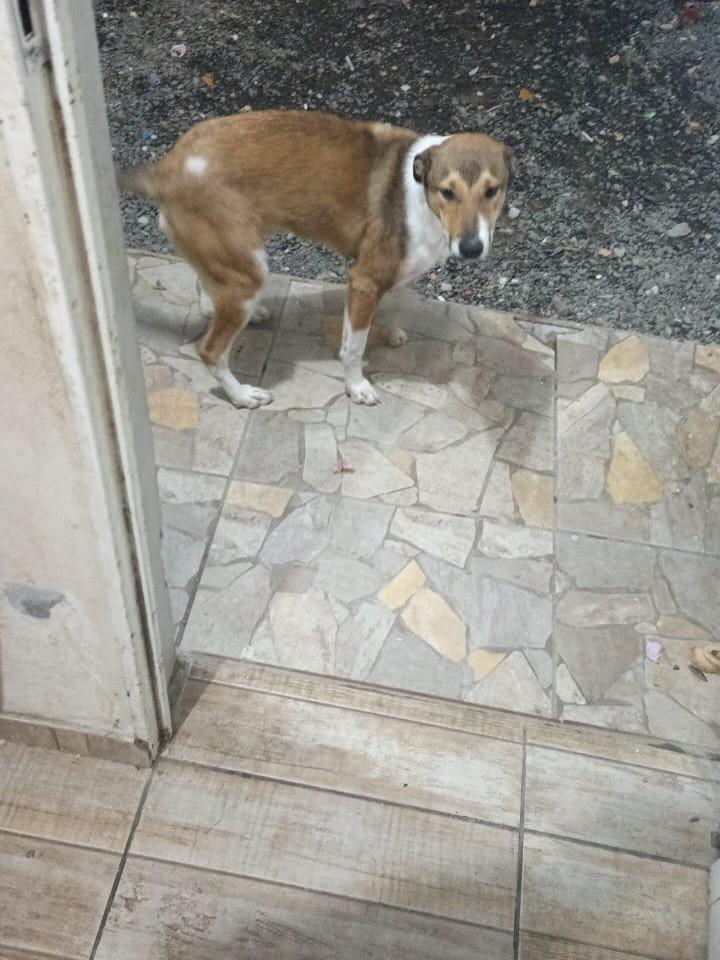 Bob, cachorro de porte médio para adoção em Uruguaiana - RS