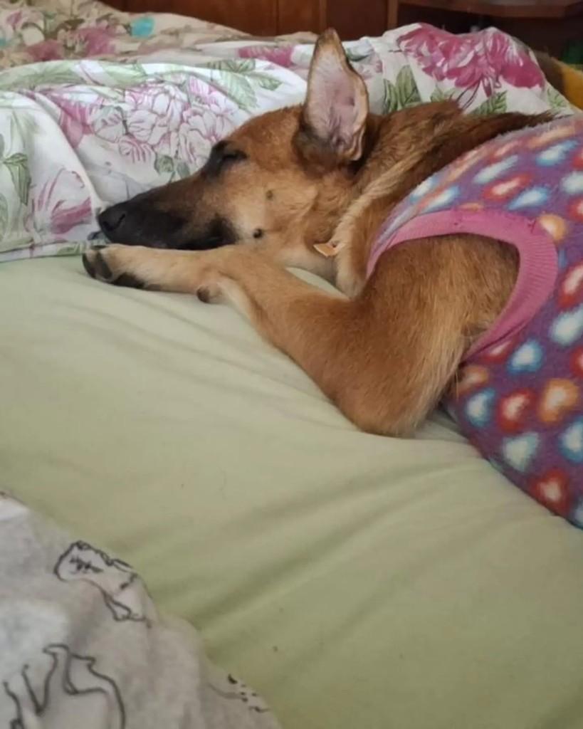 Raposa, cachorro de porte médio para adoção em Uruguaiana - RS