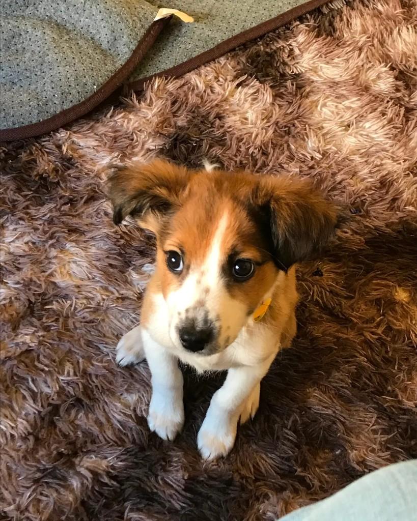 Nia, cachorro de porte pequeno para adoção em Uruguaiana - RS