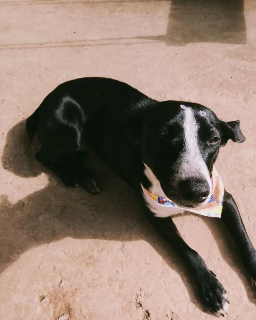 Nega, cachorro de porte médio para adoção em Uruguaiana - RS